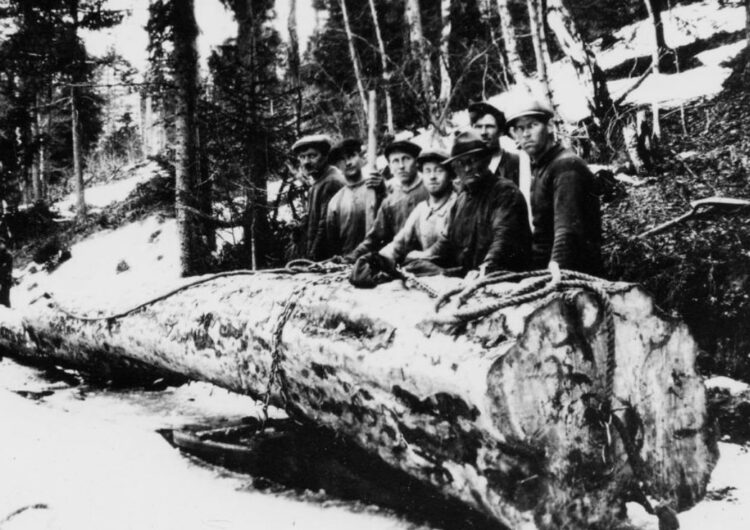 Foto er henta fra Drangedal Historielags bildesamling og viser Høidalsfurua i skogen, felt i 1929.